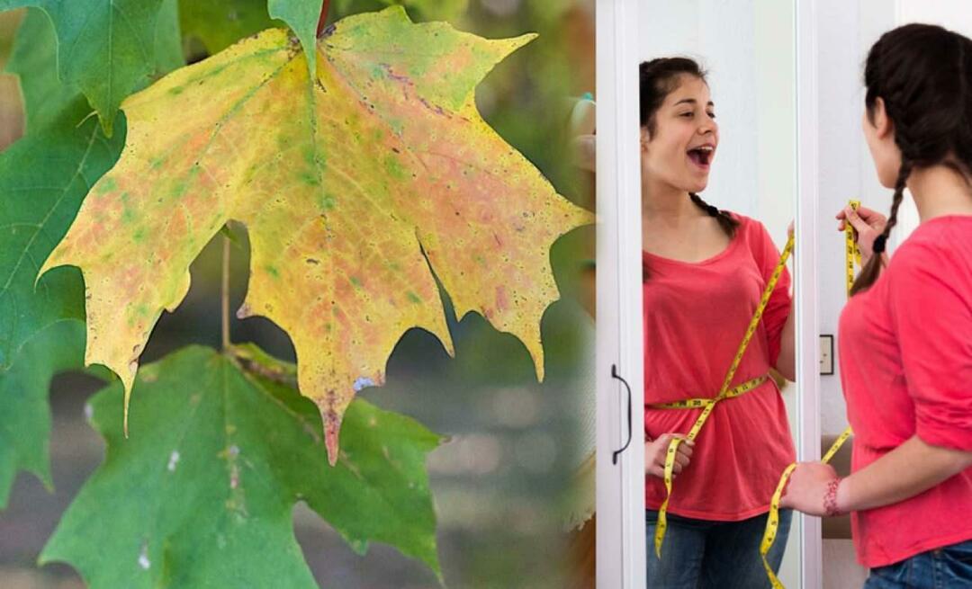 Apakah daun pohon bidang membuat berat badan turun? Apakah daun pesawat meredakan edema? Berapa hari sebaiknya daun pesawat dikonsumsi?