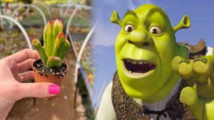 Bagaimana cara menanam tanaman kuping Shrek? Apakah tanaman kuping Shrek berbunga? Perawatan telinga Shrek