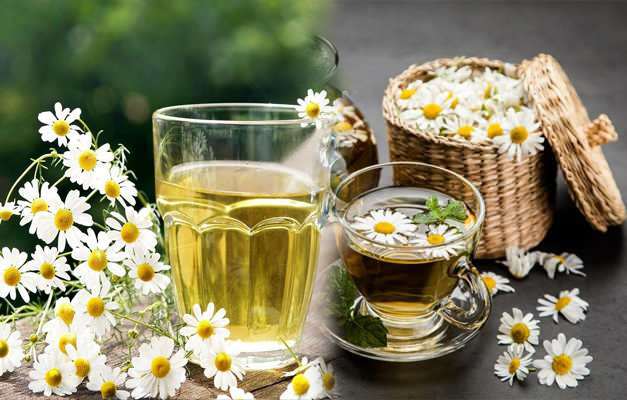 Apakah teh chamomile menurunkan berat badan