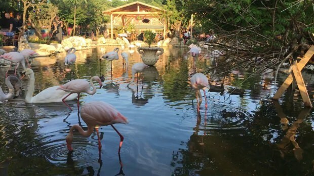 Bagaimana menuju ke Flamingoköy?