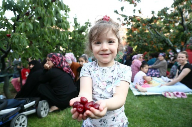 11 di Taman Ceri Bağcılar Municipality. Aktivitas panen ceri!