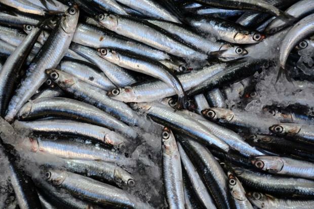 Apa manfaat ikan bonito dan apa manfaatnya? Ikan mana yang harus dikonsumsi bagaimana?