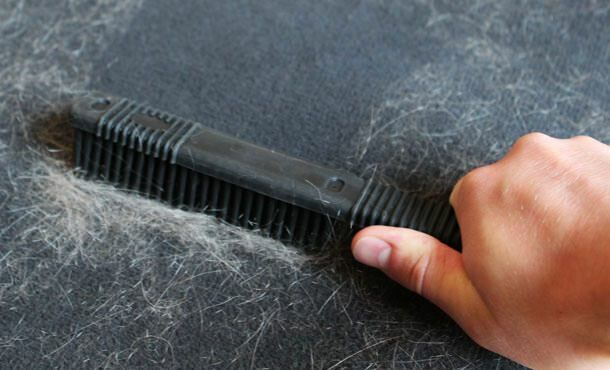 Bagaimana cara membersihkan rambut kucing dan anjing?