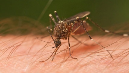 Jenis gigitan serangga apa yang terjadi? Tanda-tanda gigitan serangga! Metode alami untuk gigitan nyamuk