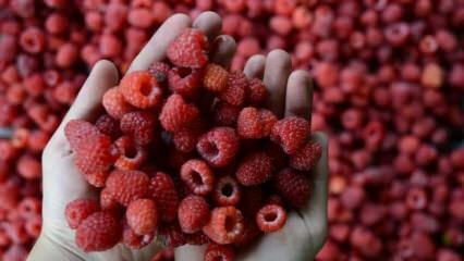 Apa yang terjadi jika Anda makan raspberry sepanjang musim panas?