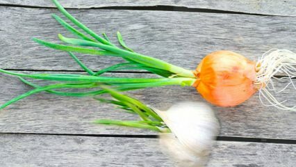Bisakah bawang merah kecambah dimakan? Apa yang harus dilakukan untuk mencegah kecambah?