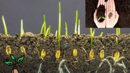 Apa itu benih dan bagaimana perkecambahan terjadi? Kiat menanam benih
