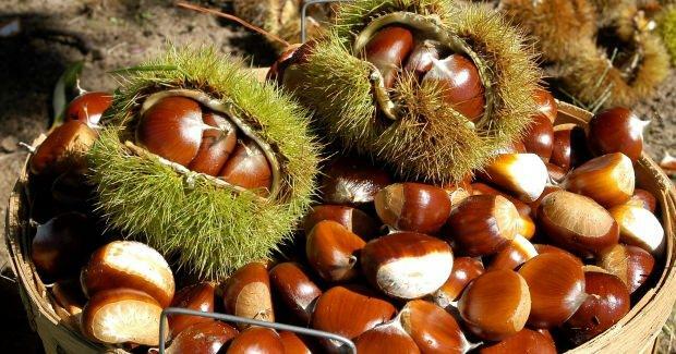 Manfaat chestnut
