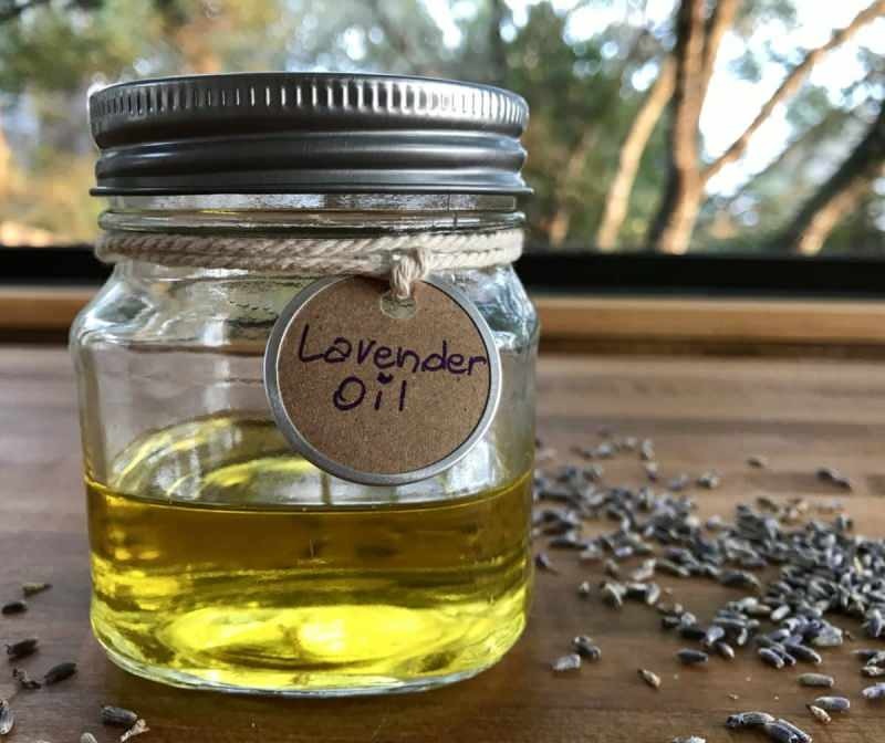 Bagaimana minyak lavender diperoleh? Cara mengekstrak minyak lavender di rumah