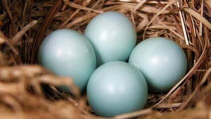 Apa manfaat telur hijau biru?