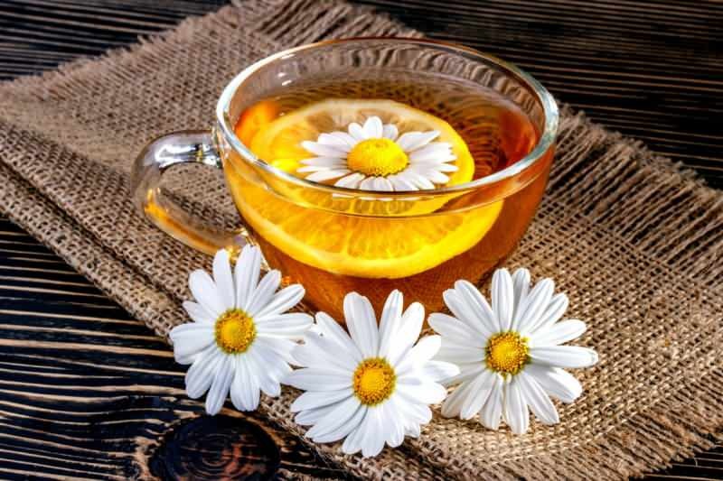 Apakah teh chamomile mempercepat metabolisme?