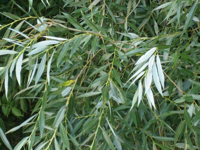 Daun pohon willow putih juga obat