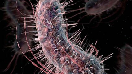 Bagaimana bakteri pemakan daging ditularkan? Apa saja gejala bakteri pemakan daging dan apakah mereka mendapatkan pengobatan?