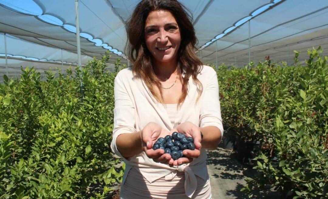 Ia menjadi petani terbesar ketiga di Turki yang menanam blueberry!