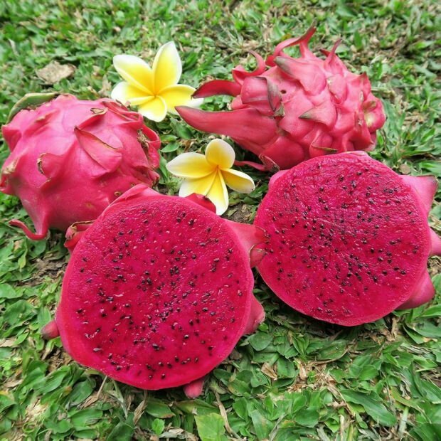 buah naga merah