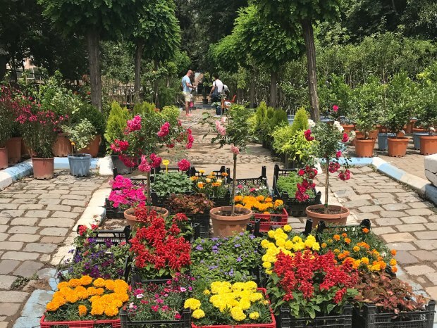 Tur festival Bayındır Çiçek