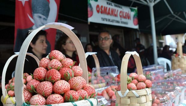 Festival Seni dan Kebudayaan Stroberi Ottoman Ereğli 
