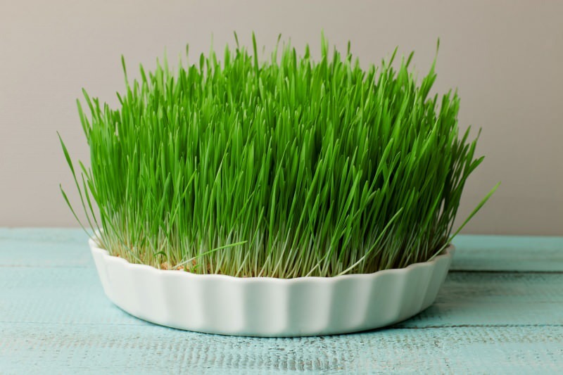 rumput barley adalah sumber protein terkaya yang ditemukan di alam