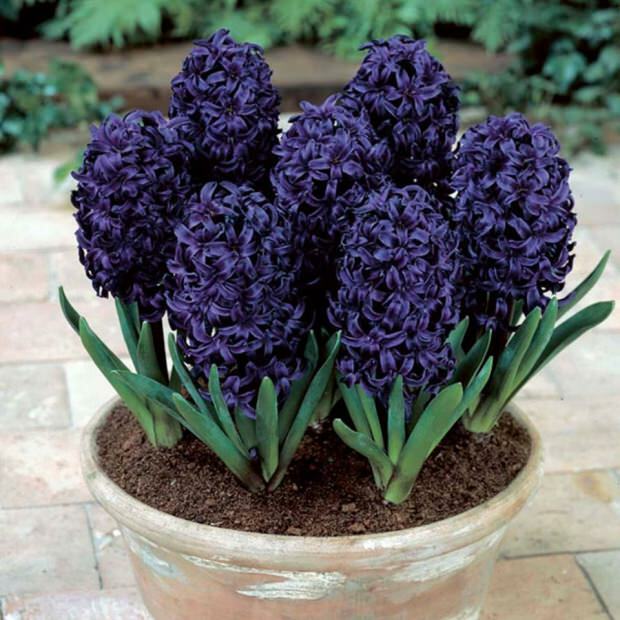 Perawatan bunga hyacinth