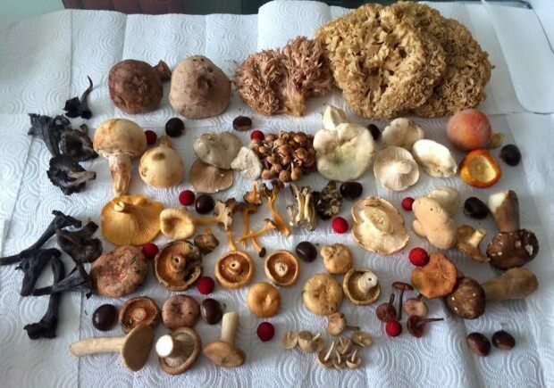 Beberapa jenis jamur