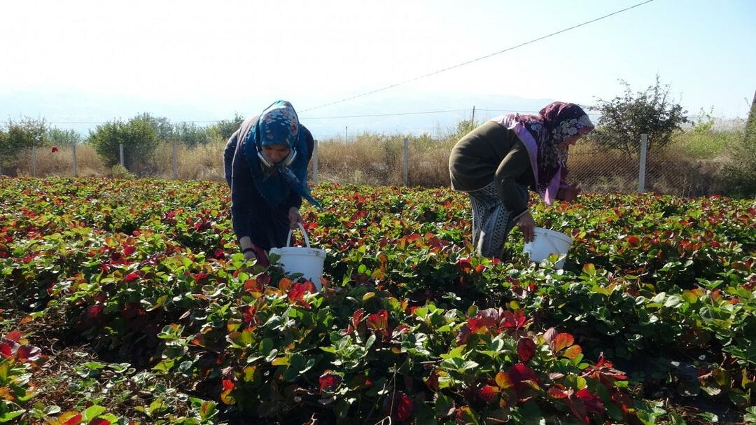 Harganya 50 lira per kilo, mereka tidak dapat memenuhi pesanan! 7 serigala betina