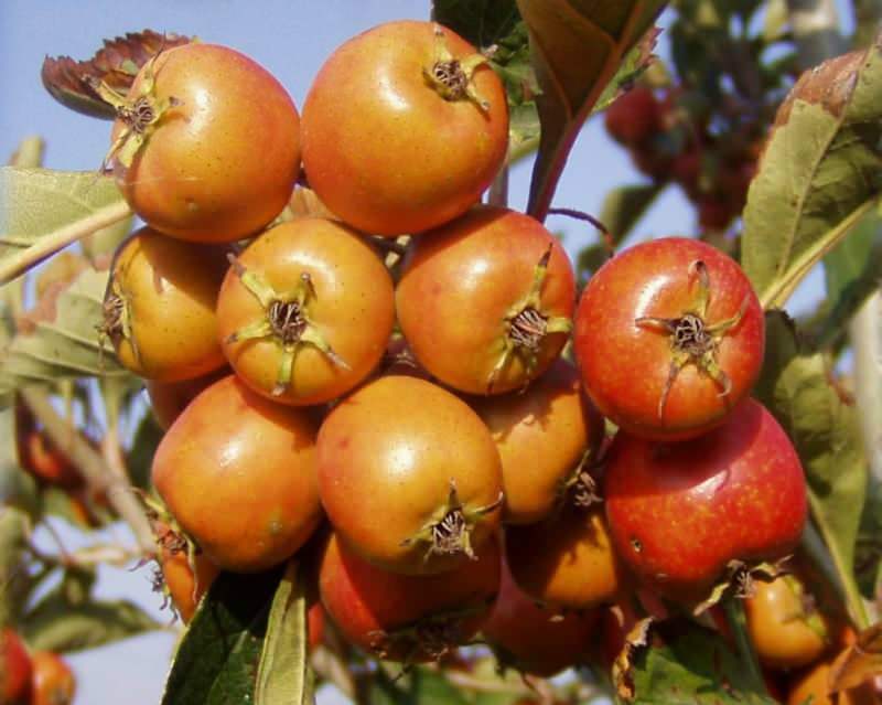 5 orang yang memakan buah hawthorn dengan bijinya dirawat di rumah sakit!