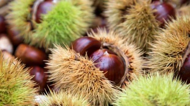 Apa manfaat chestnut untuk kulit? Membuat topeng dari kastanye