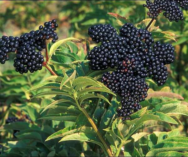elderberry hitam menyerupai buah-buahan seperti aronia