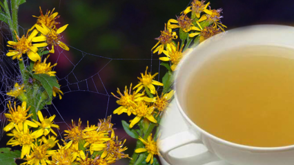 Apa manfaat ramuan Altinbasak? Apa yang dilakukan teh herbal Altinbasak?
