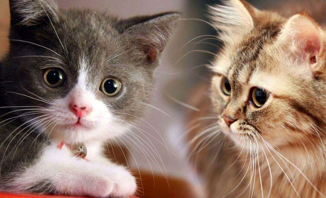 Apa yang dilakukan kumis kucing? Apakah kumis kucing dipangkas?