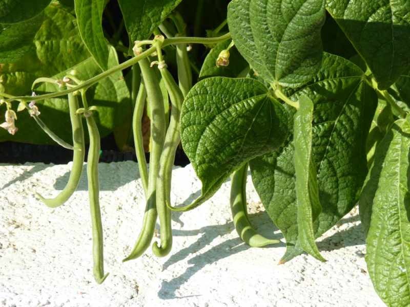 Bagaimana cara menanam kacang hijau? Cara menanam kacang di tanah