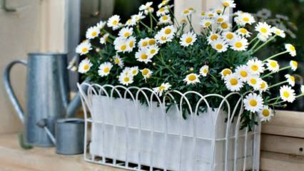 Perawatan daisy dalam pot bunga