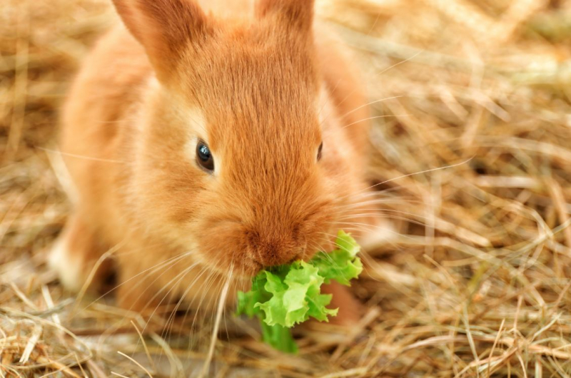 Apa yang dimakan kelinci? Makanan yang disukai kelinci