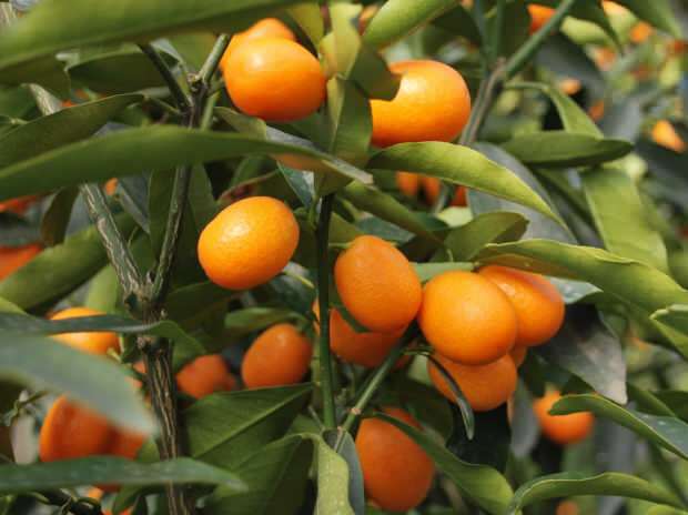 kumquat juga ditanam dalam pot