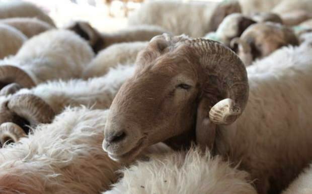 Apa yang harus dipertimbangkan saat membeli domba kurban?