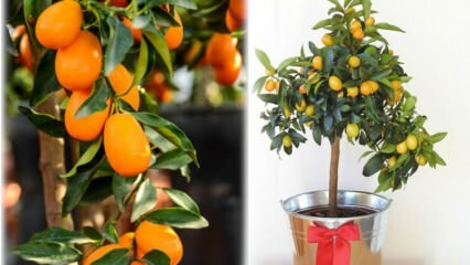 Bagaimana cara menanam kumquat dalam pot bunga? Kumquat peduli di rumah
