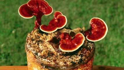 Apa manfaat jamur reishi? Bagaimana cara mengkonsumsi jamur reishi?