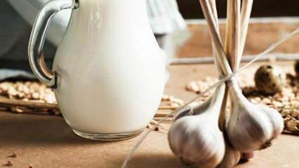 Bagaimana susu bawang putih dibuat? Apa yang dilakukan susu bawang putih? Pembuatan susu bawang putih ...
