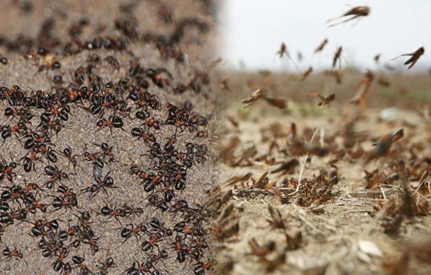 Di mana invasi semut? Kutu semut setelah kutu belalang