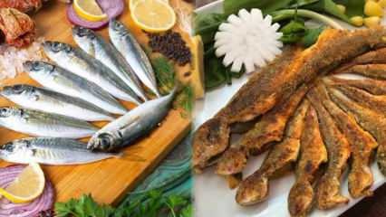 Bagaimana cara membersihkan ikan kembung? Metode ekstraksi mudah mackerel kuda