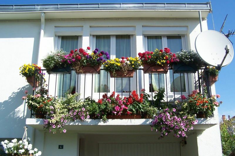 Saran dekorasi balkon untuk bulan-bulan musim semi! Nama bunga beruang musim semi