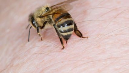 Apa itu alergi lebah dan apa gejalanya? Metode alami yang bagus untuk sengatan lebah