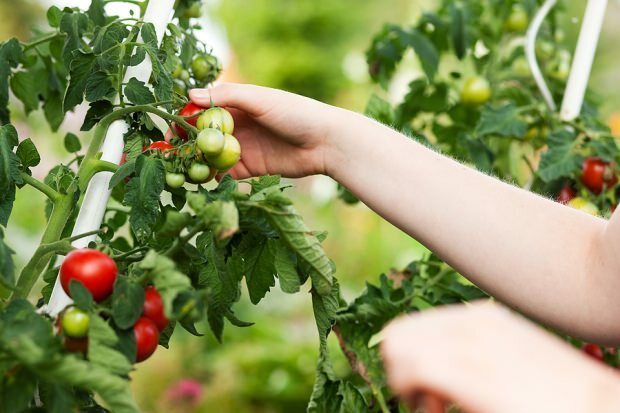 Bagaimana cara menurunkan berat badan dengan mengonsumsi tomat? 3 kg diet tomat