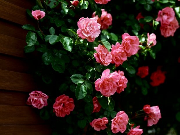 Bagaimana cara mencari bunga mawar di pot bunga?