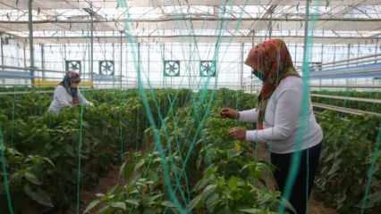 Produksi benih domestik dan nasional dari TIGEM dengan kekuatan perempuan