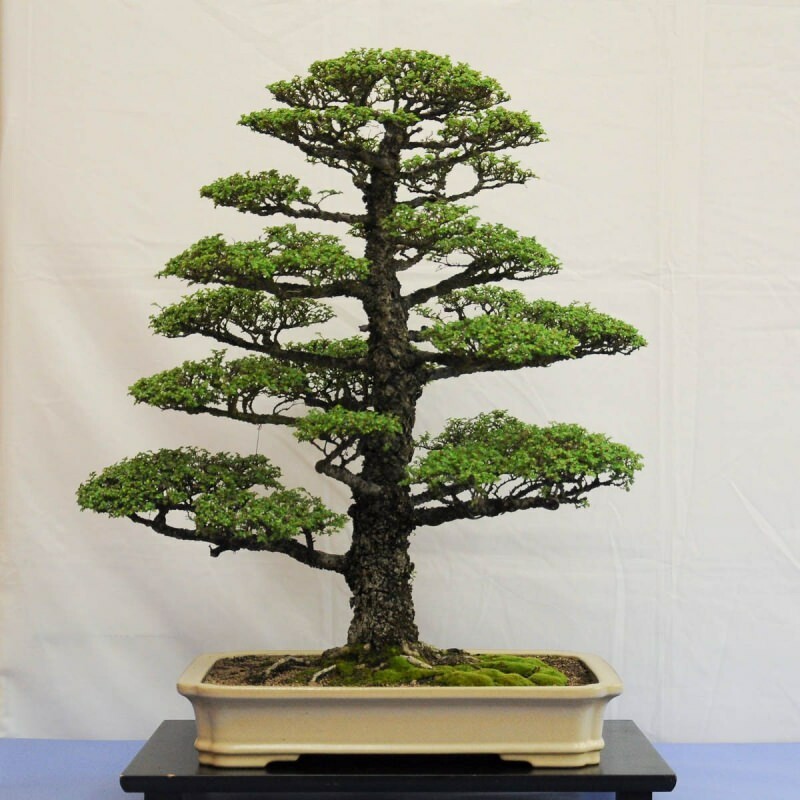 cara menanam pohon bonsai