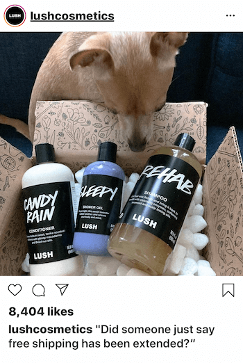Posting bisnis Instagram dengan anjing