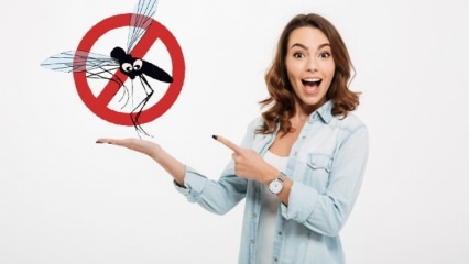 Apa yang dilakukan untuk mencegah lalat memasuki rumah? Metode penolak terbang ...