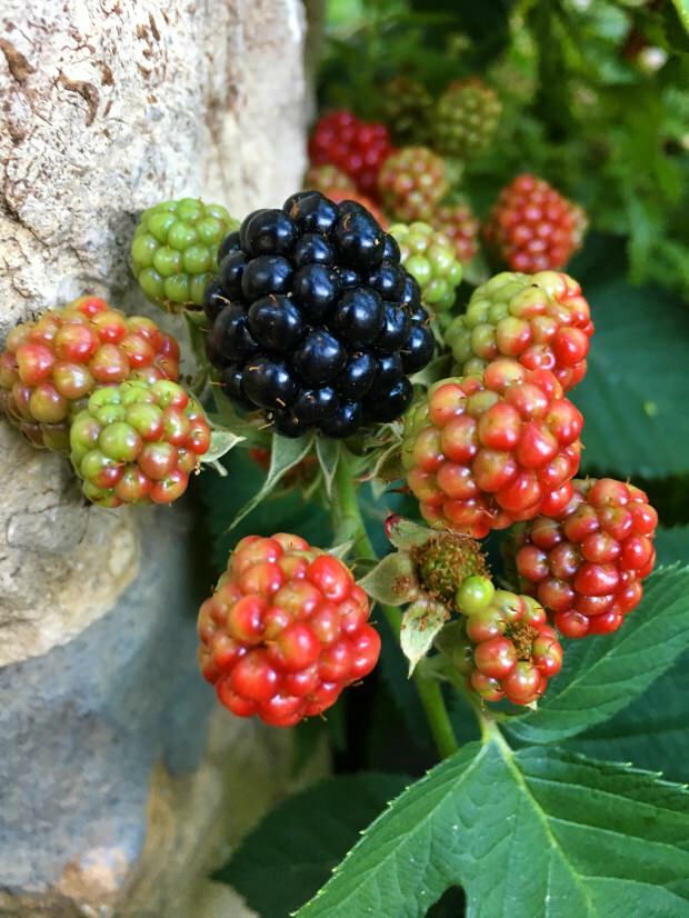 Apa manfaat blackberry?