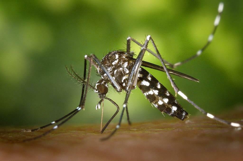 nyamuk Aedes